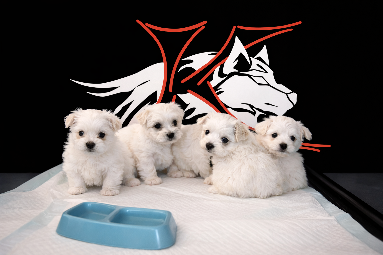 Bichon maltés línea Americana