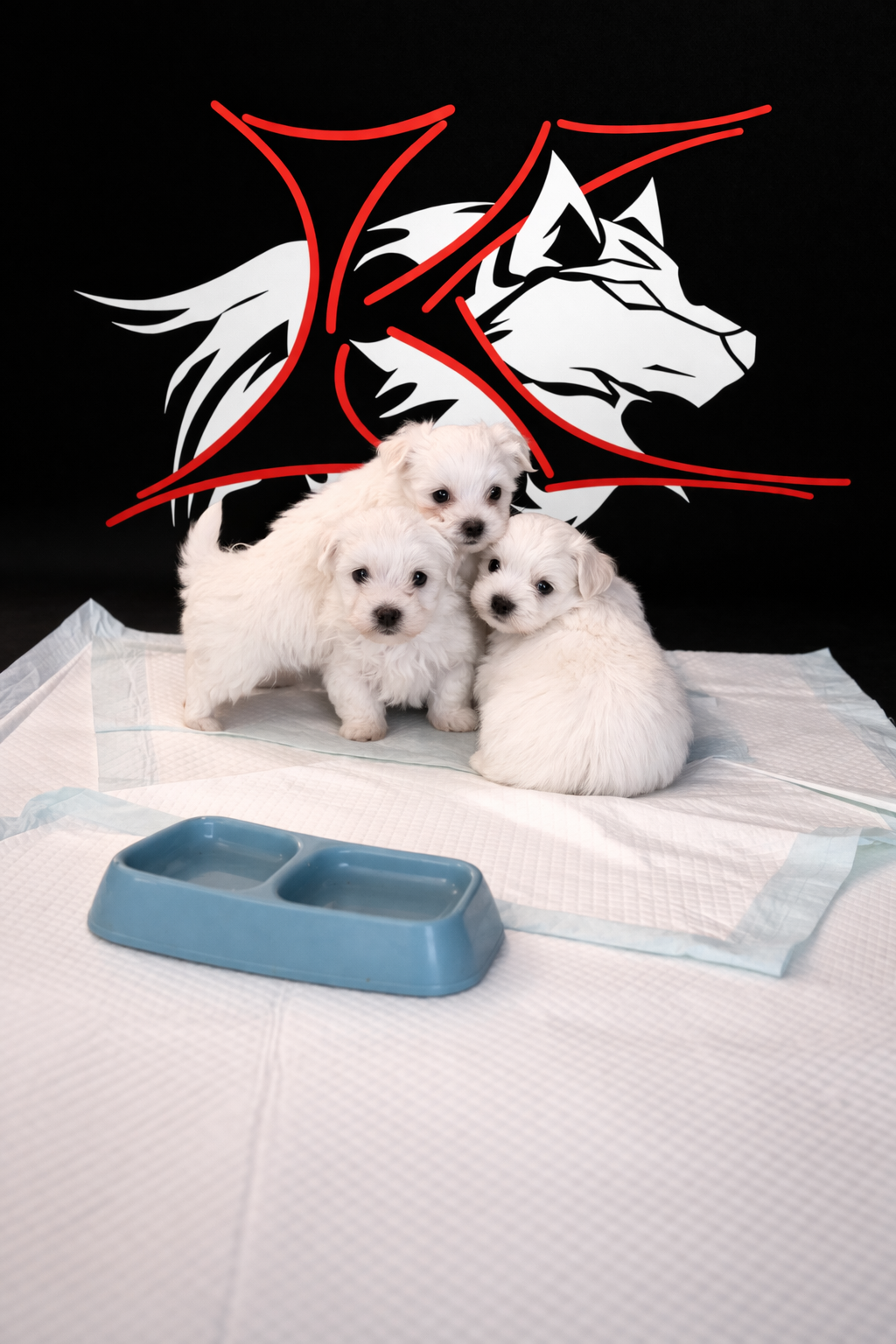 Bichon maltés línea Americana - Imagen 2