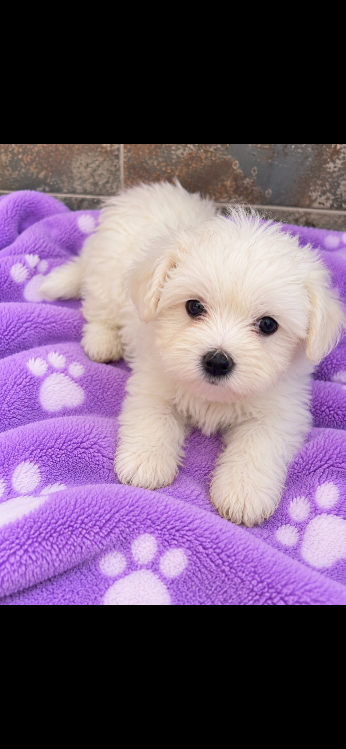 Bichon maltés línea Americana - Imagen 4