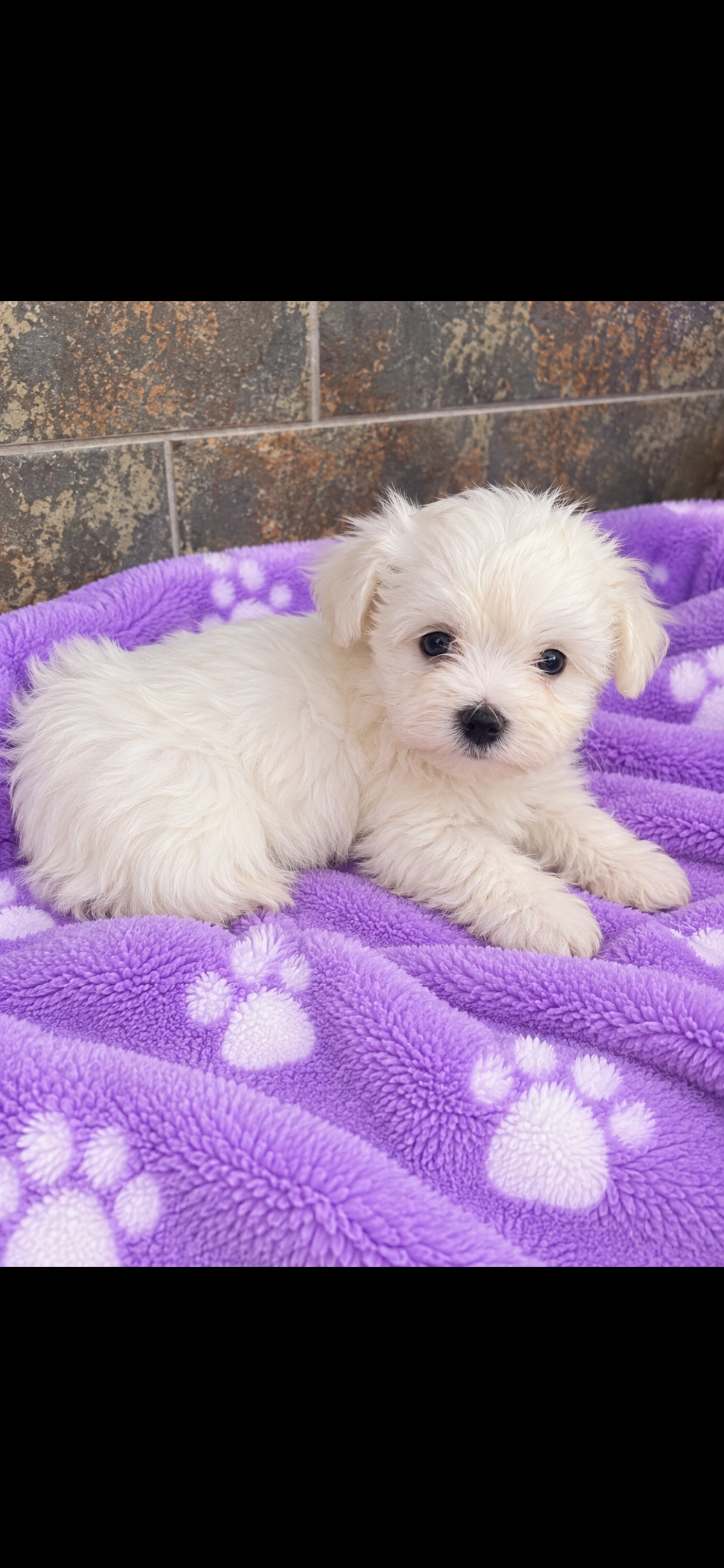Bichon maltés línea Americana - Imagen 3